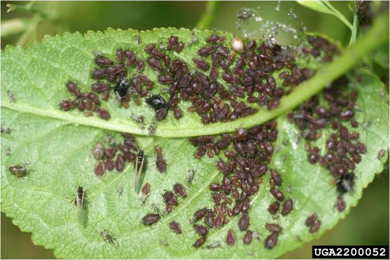 Aphids