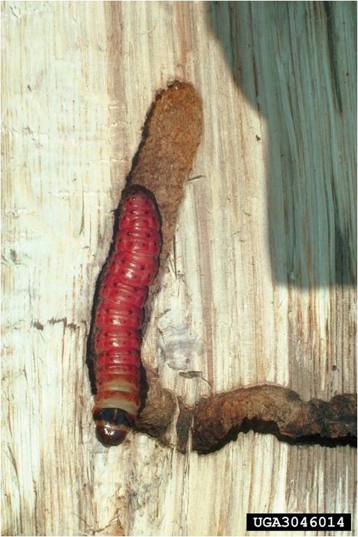 Carpenter worm