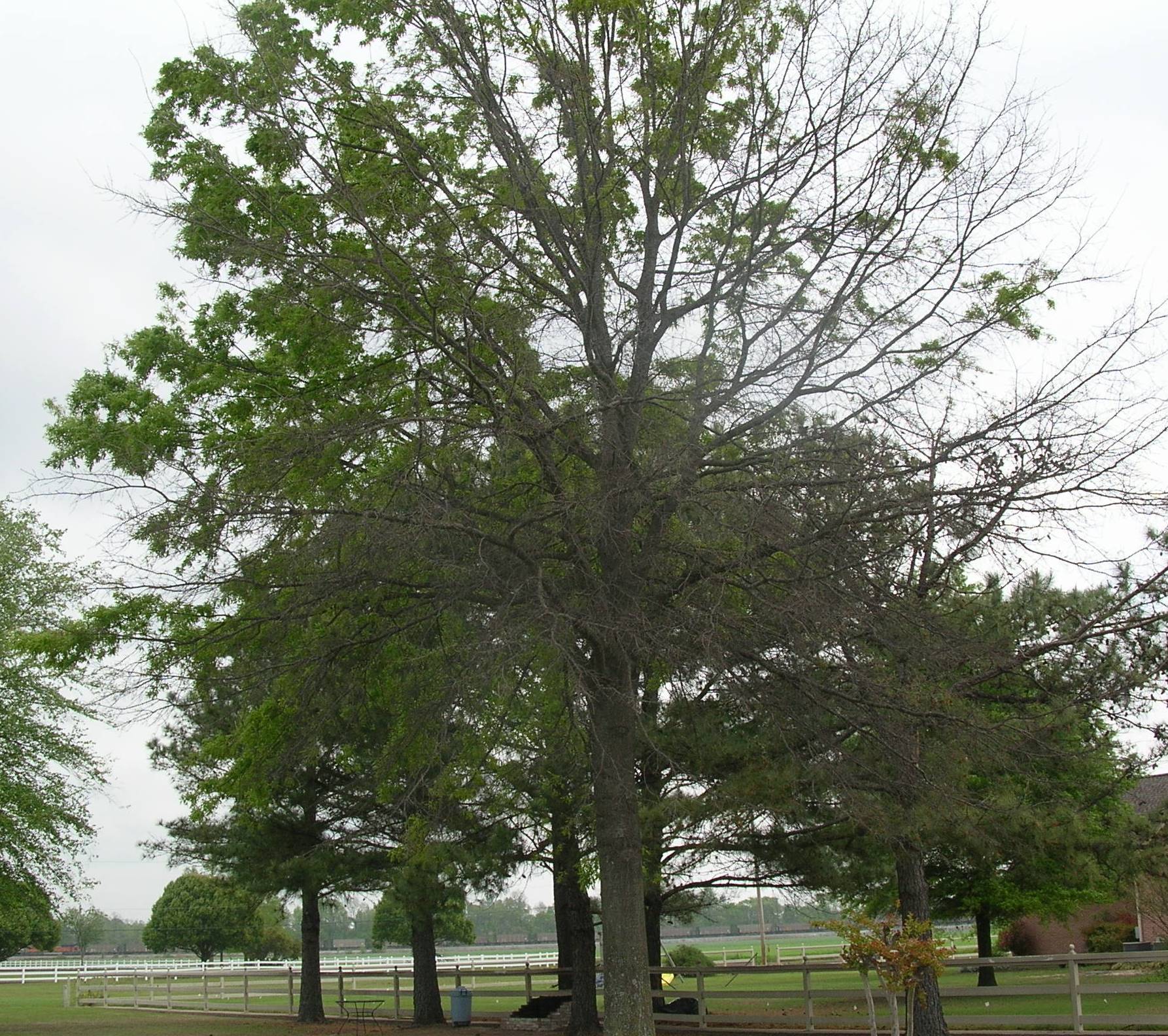 photo a tree with more than half of it's crown damaged