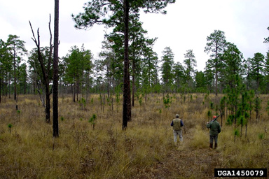 Hunters walking through a pine stand