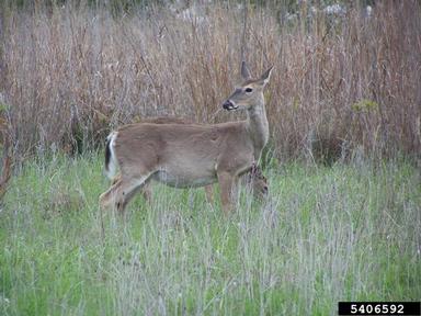 White-tailed doe in a field