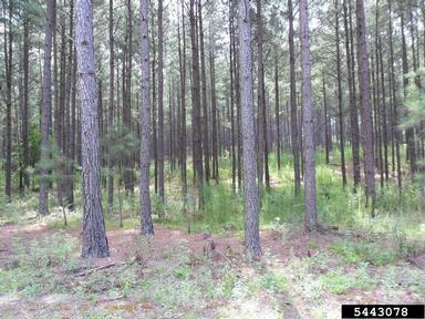 Pine plantation