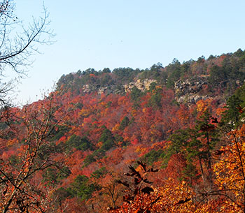 Image of a hillside with pine and hardwood trees