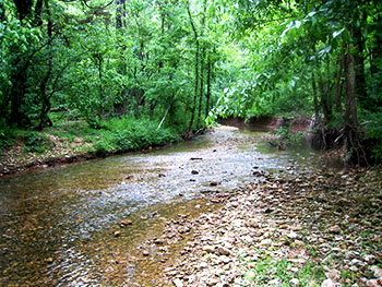 image of a running stream with green trees hanging over it