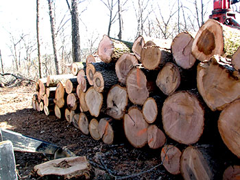 Image of cut hardwood timber