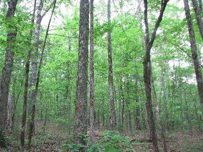 Marked hardwood timber stand