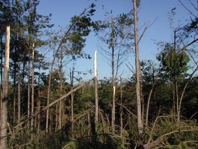Pine woodland showing broken tree tops