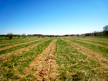 field with rows of plant seedlings