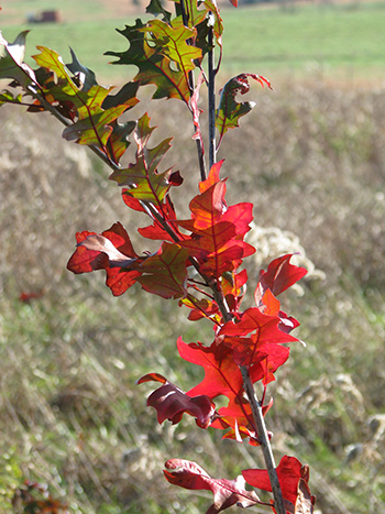 oak leaf turning colors in the fall
