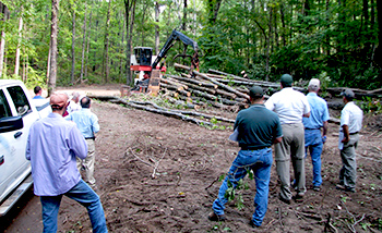 people watching hardwood logs being removed