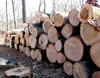Harvested oak logs