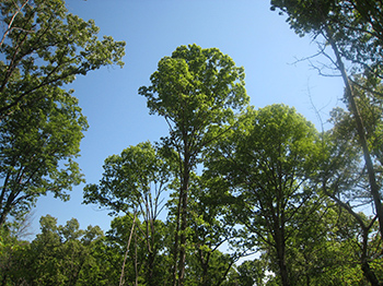 tall hardwood trees