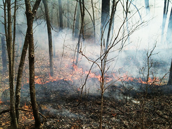 image of a small prescribed fire in a hardwood stand