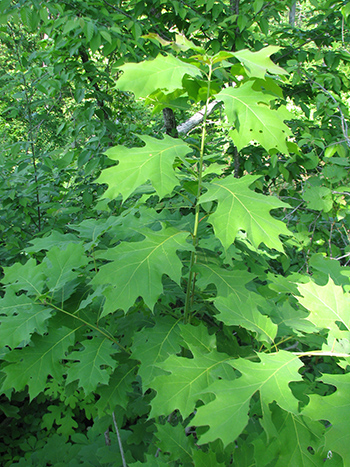 green oak leaves