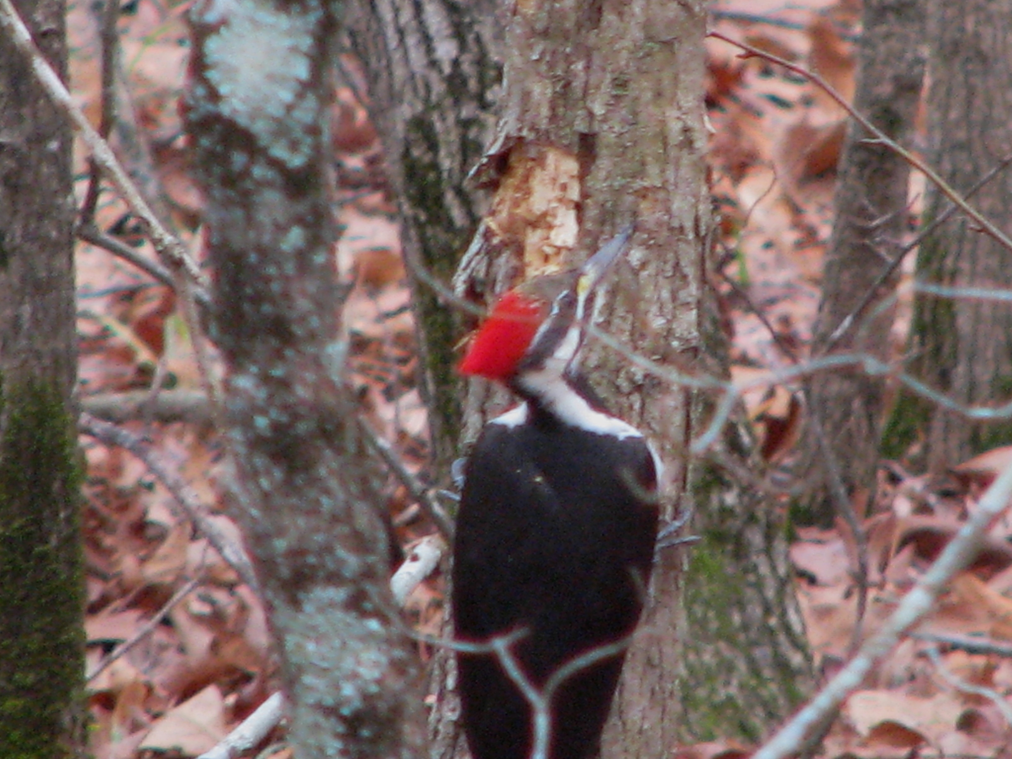 Pileated Woodpecker on a tree