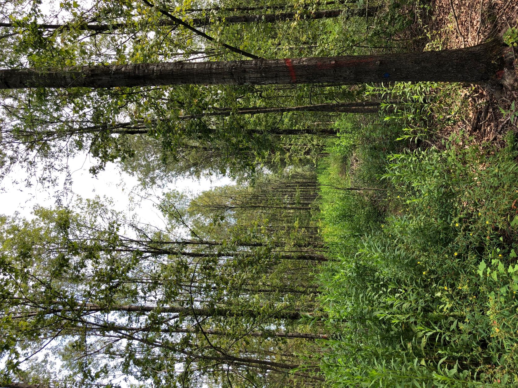 Thinned Hardwood Plantation