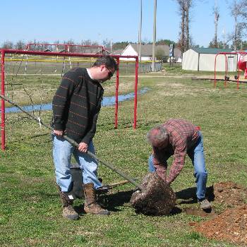 tree planting