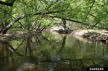 Image of a stream with tree branches hanging over it