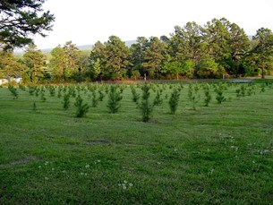 Image of a newly planted pine forest