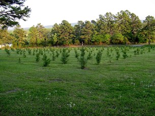 Young pine stand Image of a newly planted pine forest