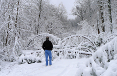 Man standing in the snow looking a bent pine trees