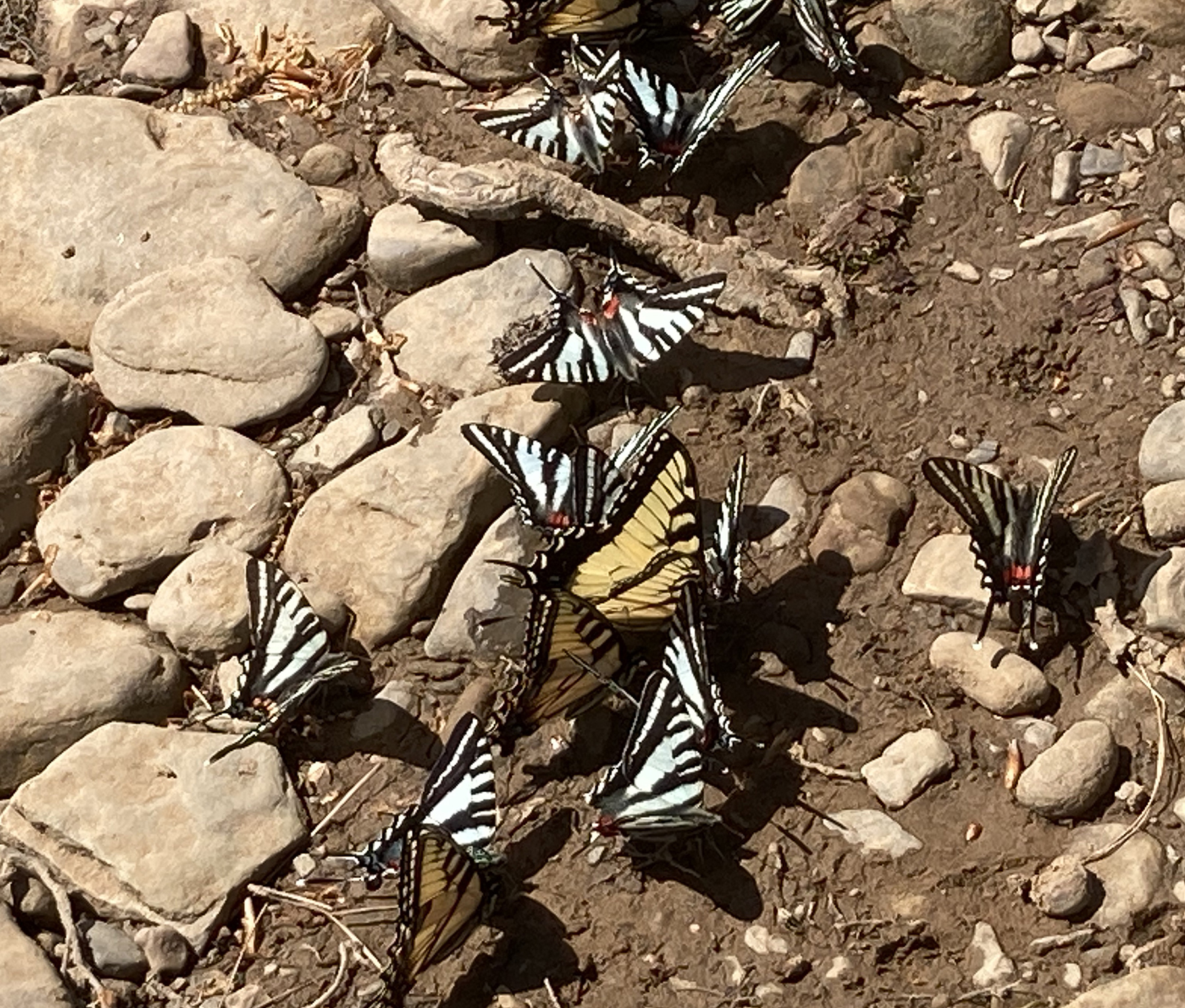 Zebra swallowtails