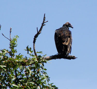 Black vulture perching on tree branch. Black vultures are large birds with black feathers and blackish head