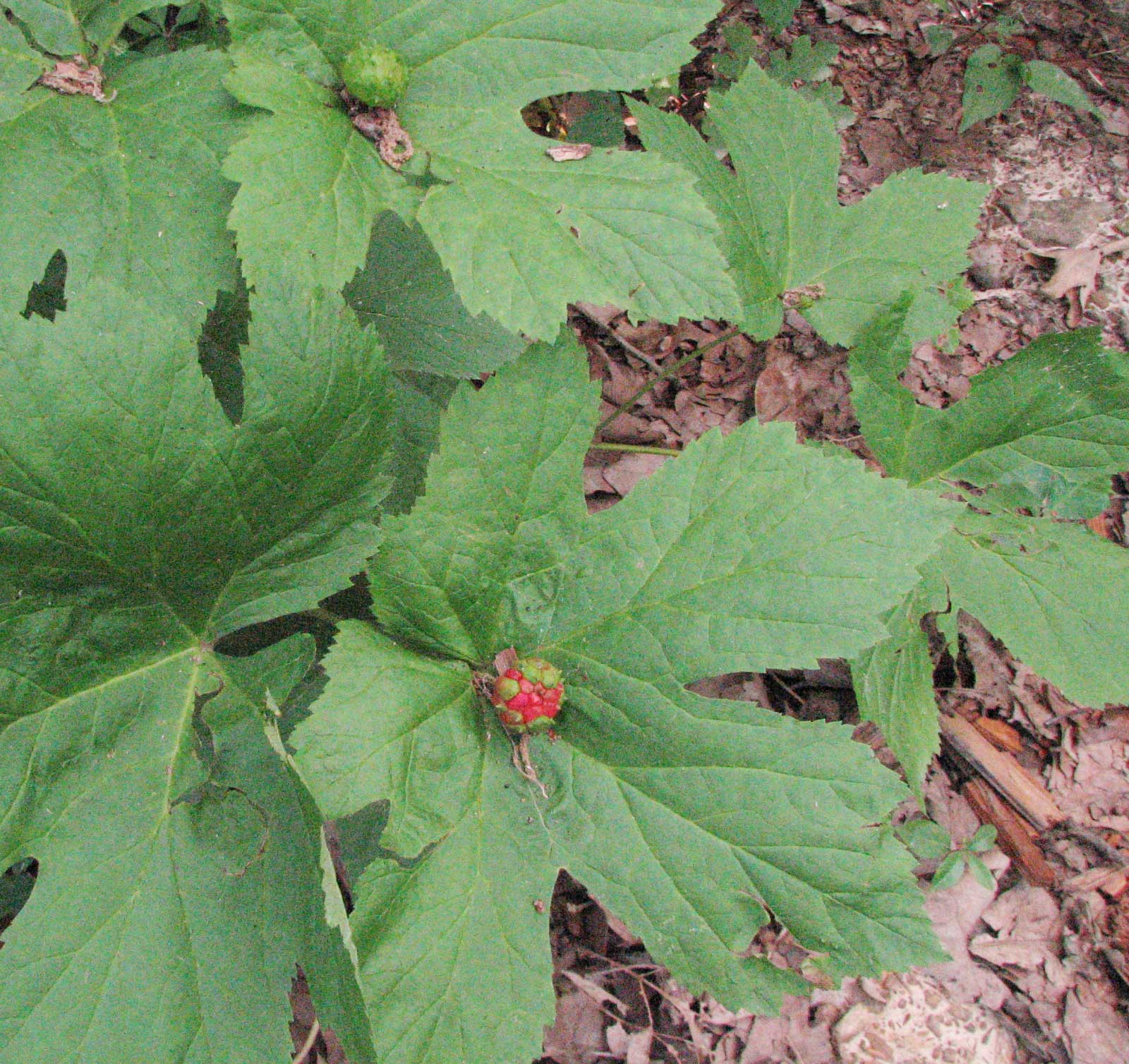 large green leaves with small red fruit in the middle. Goldenseal in Arkansas