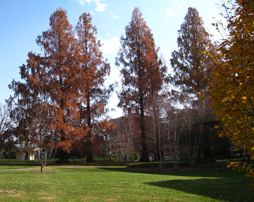 dawn redwood trees