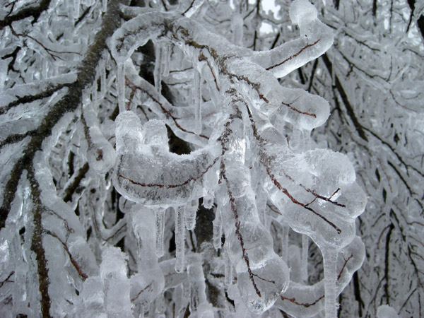 tree branches covered in thick ice