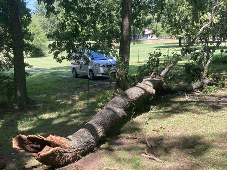 huge broken tree limb in driveway