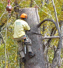 Certified Arborist | Urban Foresters | Environment & Nature | Arkansas