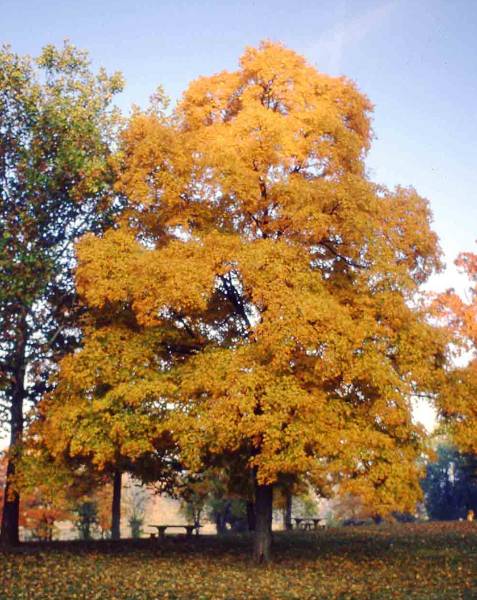 Large yellow sugar maple tree