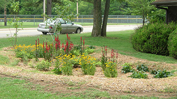 Constructed rain garden in an organic oval shape with native plants growing in the center with mulched sides.