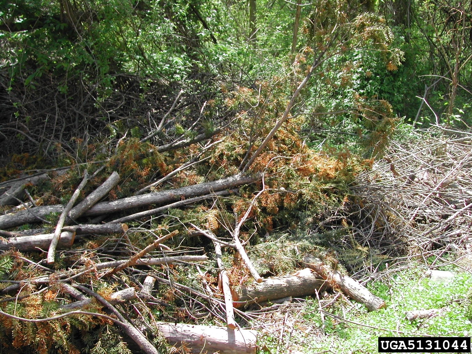 image of woody debris in a forest