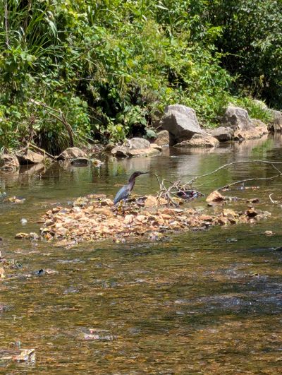 green heron wading in creek