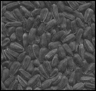 Scattered black oil sunflower seeds with a black shell.