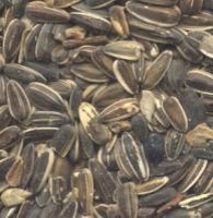 Scattered black striped sunflower seeds with a black and white striped shell.