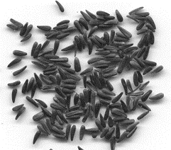 Nyjer seed in a pile which looks like small black slivers.