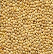 Scattered white proso millet seeds which are small, round, and yellow.