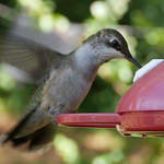 A female ruby-throated hummingbird's wings are blurry while she hovers over a port for a partially-discerable sugar water feeder.