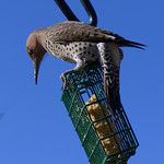 Northern flicker purched on top of a wire cage containing suet