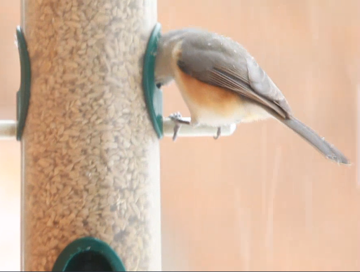 A tufted titmouse perched on a seed feeder with its head inside the hole.