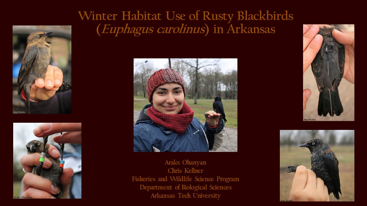 Araks Ohanyan holding a bird, and other images of birds being viewed for parasites, plumage, etc.