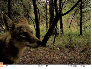 A head of a coyote to the left with woods in background and a time/date stamp on the bottom suggesting image was taken with a trail camera