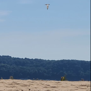 Small bird flying high in the blue sky with a sand berm in the foreground and a ridge of trees on the horizon