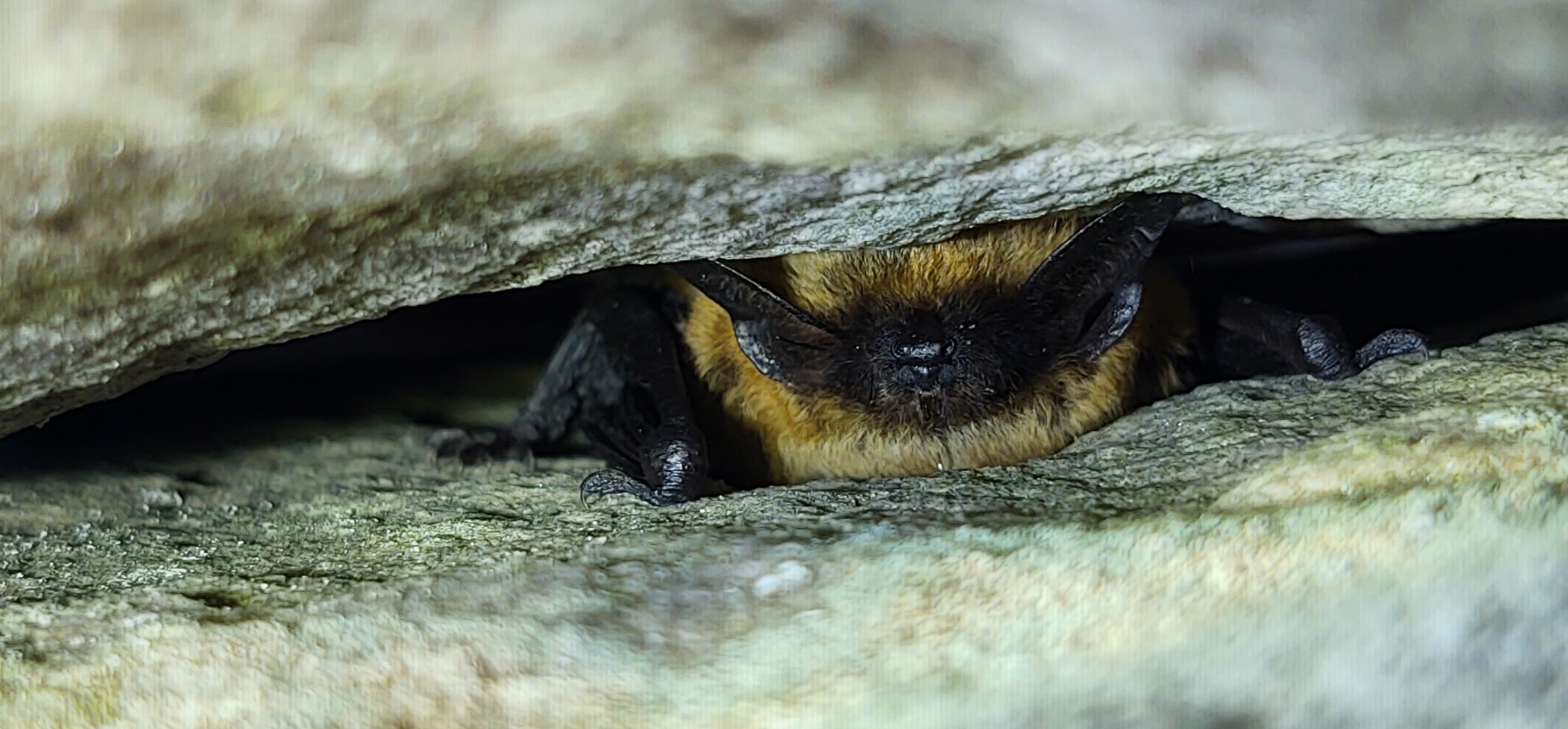 Face and ears of a brownish gold bat facing out of a narrow creviace of rock
