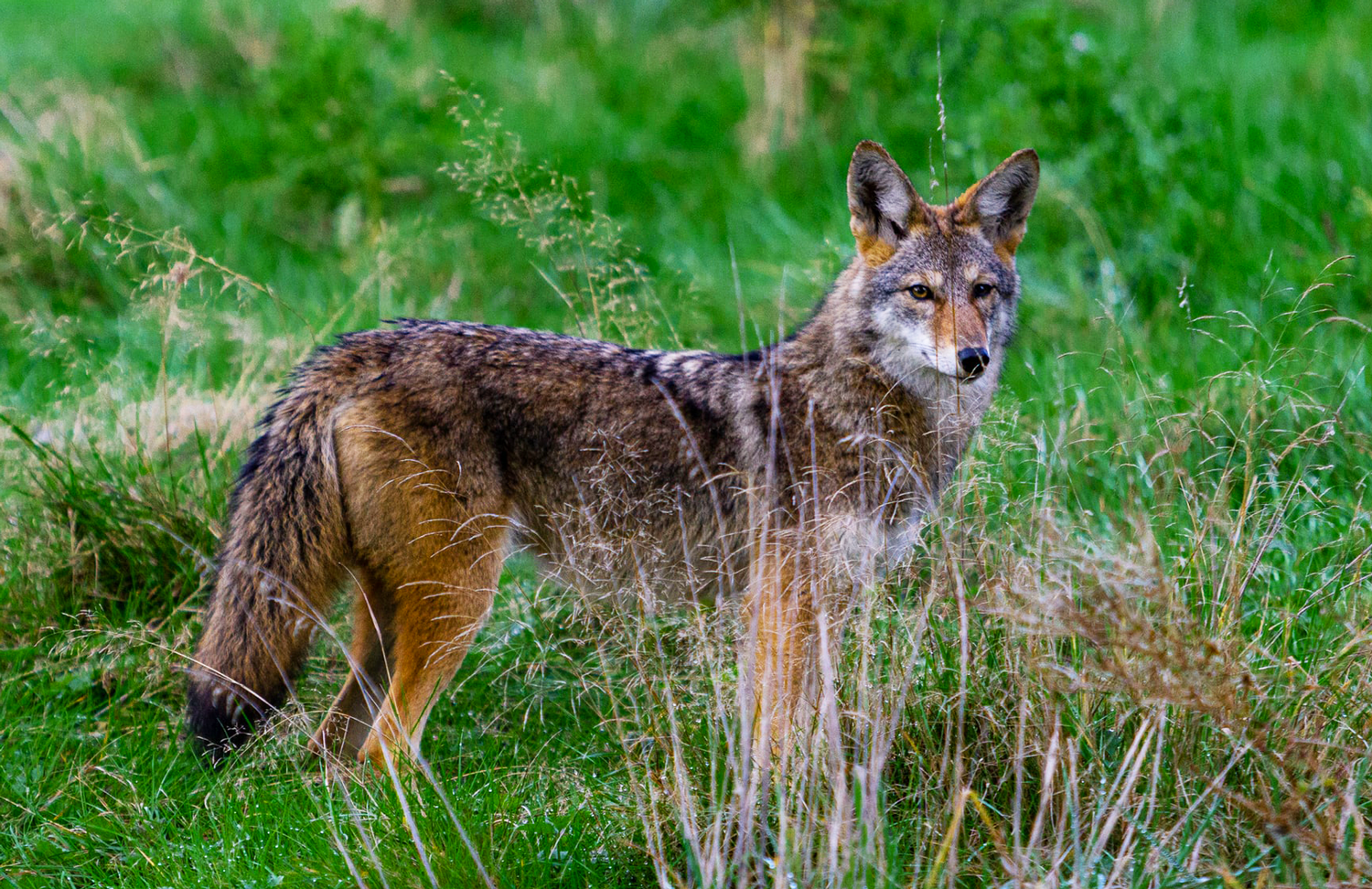 Coyote standing in the brush