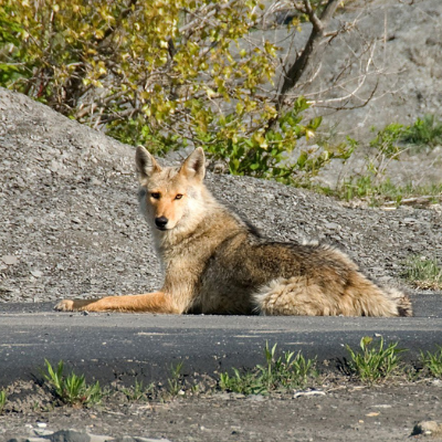 Coyote resting on a pathway with rocks and shrubs in the background.
