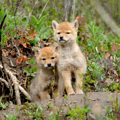 Two coyote pups standing on a rock with brush in the background.